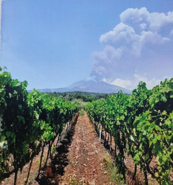 Palmento sull'Etna